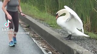 Cute Duck and babies