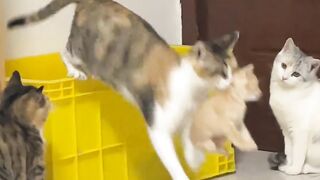 Cat Reacts to Owner Wearing a Mask! 12