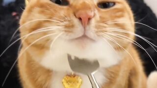 Cat Sleeping with its Tongue Out! 13