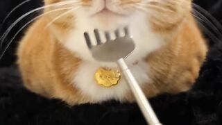 Cat Trying to Catch Drops of Water! 14