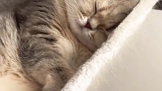 Cat Hugging a Dog to Sleep! 13