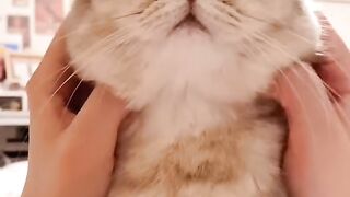 Cat Knocking the Camera Over! 13