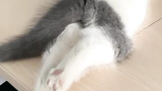 Cat Sitting on the Wi-Fi Router! 13