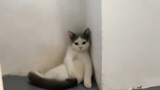 Cat Trying to Dig through the Blanket! 13