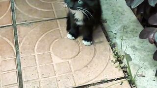 Cat Meets a Hedgehog! 🦔 13