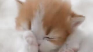 Cat Begging for Belly Rubs! 13
