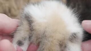 Cat Sleeping in a Perfect Circle! 17