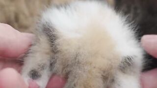 Cat Stealing a Piece of Broccoli! 11