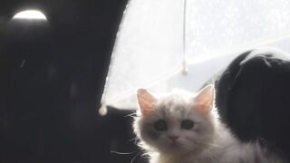 Cat Chattering at the Laser Dot! 11