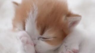 Cat Trying to Open a Cabinet Door! 13