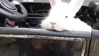 Bunny eat and drink