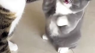 Cat Purring While Eating! 14