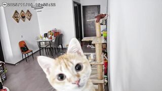 Cat Stealing the Dog's Bone! 27