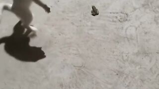 Cat Rolling in Fresh Catnip! 14