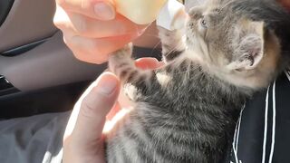 Funniest Cat Fails of 2026! 😂 18