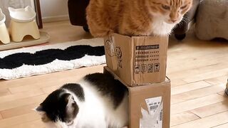 Cutest Kitten Meowing for 1 Minute! 16