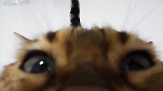 Ninja Cat Jumping Level 999! 17