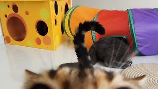 Hilarious Cat Scared of Cucumber! 16