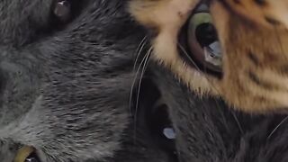 Trying Not To Laugh at This Cat! 15