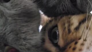 This Cat Thinks He is a Dog! 15