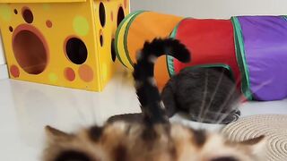 Cat vs Mirror: Epic Battle! 😂 16
