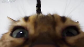 Hungry Cat Yelling for Food! 15