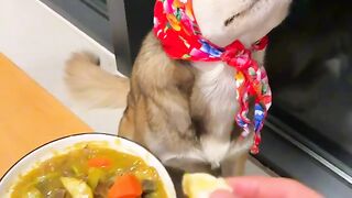 Dog food tasting