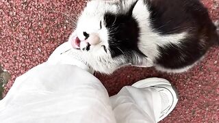 Cat Steals Dog's Bed! Boss Feline! 15