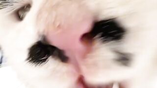 Crazy 3 AM Cat Zoomies Caught on Tape! 16
