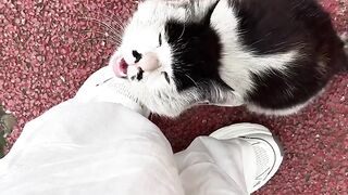Heartwarming Mother Cat and Kittens! 14