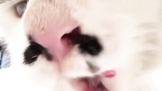 Cat Trying to Catch a Laser Pointer! 13