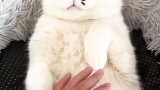 Smart Cat Opens the Door! Genius! 16