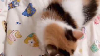 Tiny Kitten Taking First Steps! 🥺 14