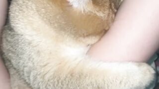 Orange Cat Behavior Explained! 😂 15