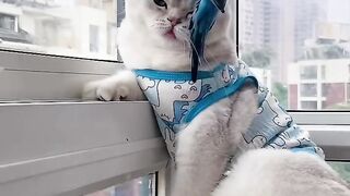 Cat Addicted to Watching TV! 15