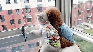 Bath Time Disaster for This Cat! 17