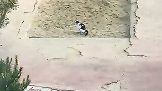 Cat Talking to Birds at the Window! 14