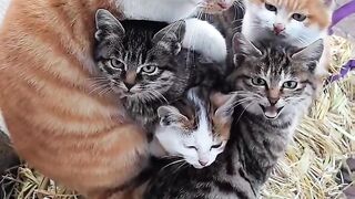 Cat Bringing Me Weird Gifts! 17