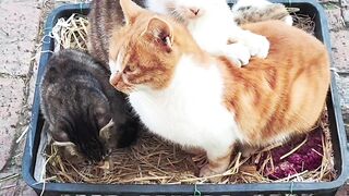 Relaxing Cat Purring Sounds for Sleep 💤 16