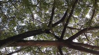 Big tree 2