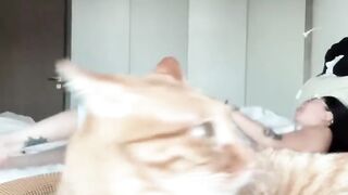Extreme Cat Parkour in the Living Room! 16