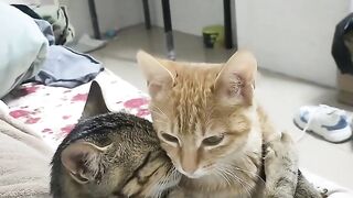 Cat Discovering Ice for the First Time! 16