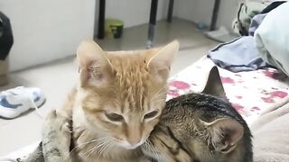 Cat Refuses to Walk on Leash! 😂 15