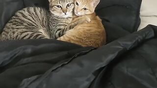 Cat Jealous of the New Baby! 15