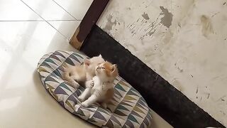 Cat Getting Brain Freeze from Ice Cream! 15