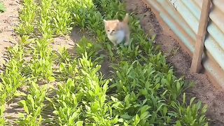 The Loudest Kitten in the World! 📢 16