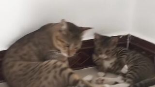 Cat Fighting a Stuffed Tiger! 16