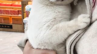 Cat Rolling in Catnip! Pure Joy! 16