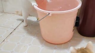 Cat Gently Waking Up Owner! 17