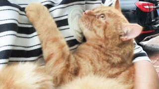 Cat Adopting a Baby Duck! So Pure! 15